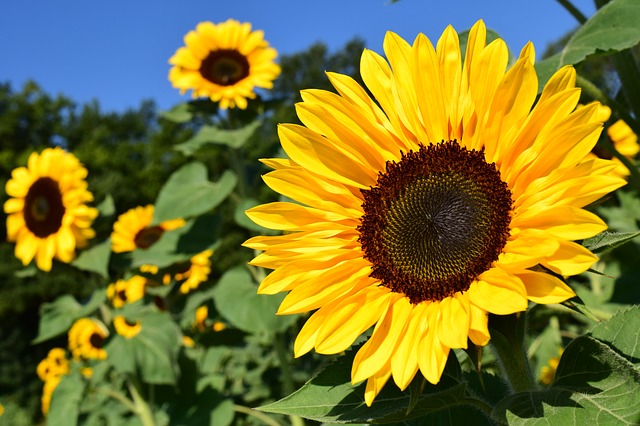 SEO potřebují ke své práci i zahradníci, pěstitelé a farmáři